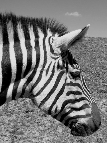 zebre