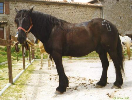 merens,cheval lourds