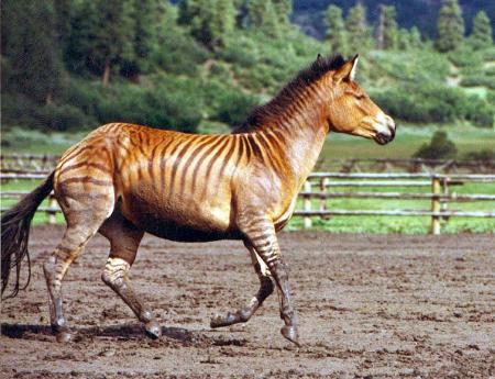zorse