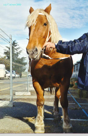 comtois,cheval lourds