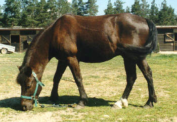 pottok,cheval lourds