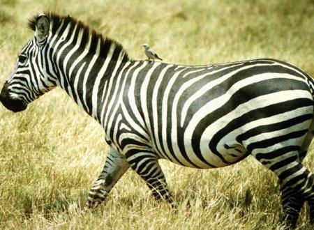zebre