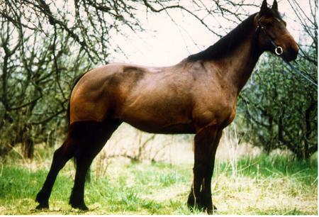 landais,cheval de selle