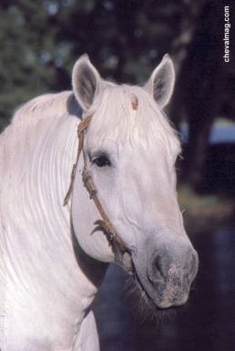 percheron,cheval lourds
