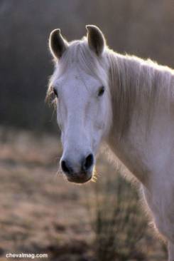 camargue